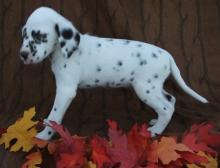 Puppies for sale dalmatian - Netherlands, Maastricht. Price 11 €