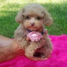 Puppies for sale poodle - Finland, Helsinki