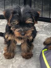 Puppies for sale yorkshire terrier - Ireland, Limerick