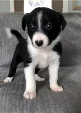 Puppies for sale border collie - Netherlands, Maastricht