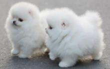 Puppies for sale pomeranian spitz - Spain, Vigo