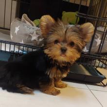 Puppies for sale yorkshire terrier - Slovenia, Belgrade