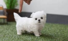 Puppies for sale , maltese - Romania, Brasov