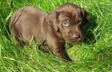 Puppies for sale german longhaired pointer - Netherlands, Petten. Price 10 €