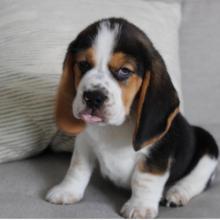 Puppies for sale , beagle - Belarus, Maladzyechna