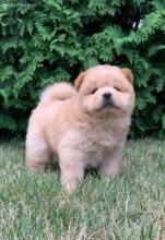 Puppies for sale chow chow - United Kingdom, Chesterfield. Price 10 €