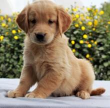 Puppies for sale golden retriever - Bulgaria, Pleven. Price 10 €