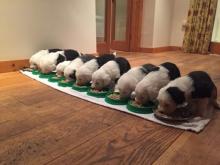 Puppies for sale , old english sheep dog   - United Kingdom, Nottingham. Price 10 €