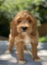 Puppies for sale , cockapoo - Russia, Lincoln