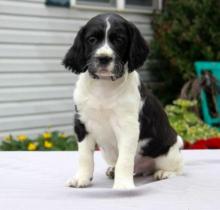 Puppies for sale english springer spaniel - Germany, Essen. Price 10 €