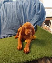 Puppies for sale , vizsla - Canada, Quebec, Quebec City