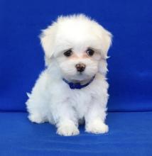 Puppies for sale maltese - Lithuania, Zarasai