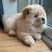 Puppies for sale chow chow - Cyprus, Larnaca