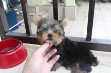 Puppies for sale yorkshire terrier - Belgium, Brussels