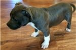 Puppies for sale american staffordshire terrier - Uzbekistan, Namangan