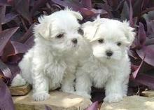 Puppies for sale maltese - Ireland, Cork