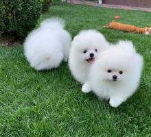 Puppies for sale pomeranian spitz - Lithuania, Vilnius