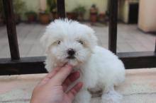 Puppies for sale maltese - Denmark, Kopenagen