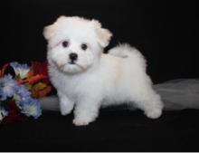 Puppies for sale maltese - Hungary, Gyor