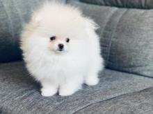 Puppies for sale pomeranian spitz - USA, Texas, Houston. Price 350 $