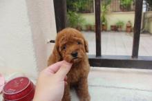 Puppies for sale toy-poodle - Belgium, Brussels