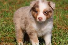 Puppies for sale australian shepherd - Tajikistan, Khujand