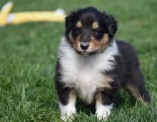 Puppies for sale collie - Lithuania, Vilnius
