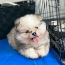 Puppies for sale pomeranian spitz - Austria, Linz