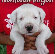 Puppies for sale other breed, dogo argentino puppies - United Kingdom, Nottingham