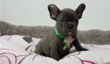 Puppies for sale french bulldog - Austria, Graz