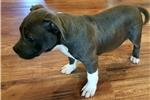 Puppies for sale american staffordshire terrier - Kyrgyzstan, Bishkek
