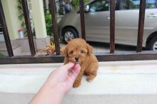 Puppies for sale toy-poodle - Lithuania, Utena