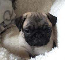 Puppies for sale shih tzu - Lithuania, Vilnius