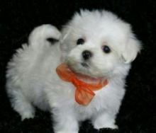 Puppies for sale maltese - Canada, Nova Scotia