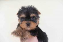 Puppies for sale yorkshire terrier - Austria, Linz