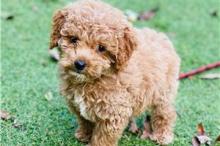 Puppies for sale , cockapoo pups - Denmark, Aalborg