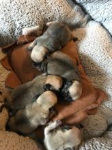 Puppies for sale pug - Armenia, Vanadzor