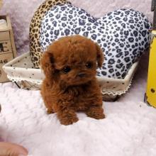 Puppies for sale , poodle puppies - Belarus, Grodno