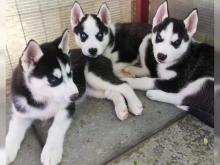 Puppies for sale haski - Hungary, Gyor