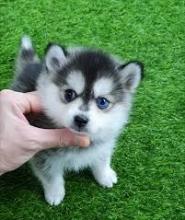 Puppies for sale , pomsky puppies - Russia, St. Petersburg