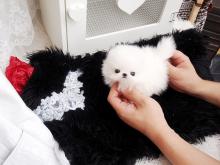 Puppies for sale pomeranian spitz - Denmark, Kopenagen