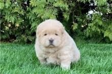 Puppies for sale chow chow - France, Amiens