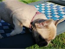 Puppies for sale french bulldog - Belgium, Gant