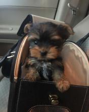 Puppies for sale yorkshire terrier - United Kingdom, Darlington