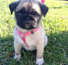 Puppies for sale pug - Kyrgyzstan, Osh