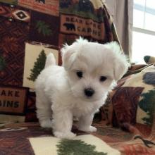 Puppies for sale maltese - France, Bordeaux