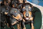 Puppies for sale manchester terrier - United Kingdom, Ullapool