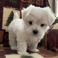 Puppies for sale maltese - France, Bourges