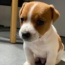 Puppies for sale jack russell terrier - Latvia, Jurmala