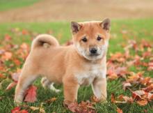 Puppies for sale , shiba inu - Slovakia, Banska Bystrica